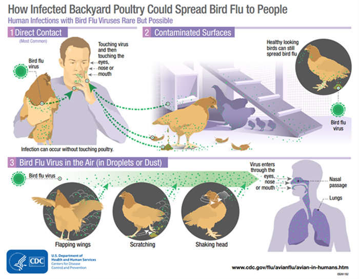 Avian Influenza Orange County California Health Care Agency