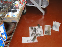 Dead rats inside of food storage area