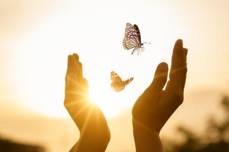 Two hands freeing two butterflies at sunset moment Concept of freedom